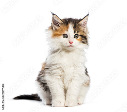 Maine coon kitten, 8 weeks old, in front of white background