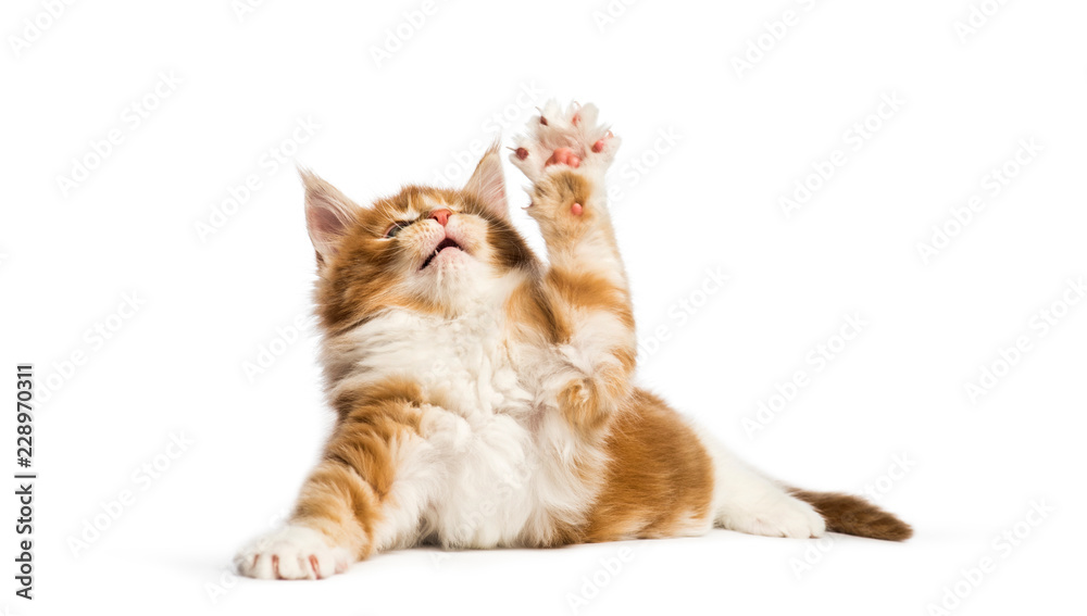 Maine coon kitten, 8 weeks old, reaching out in front of white background