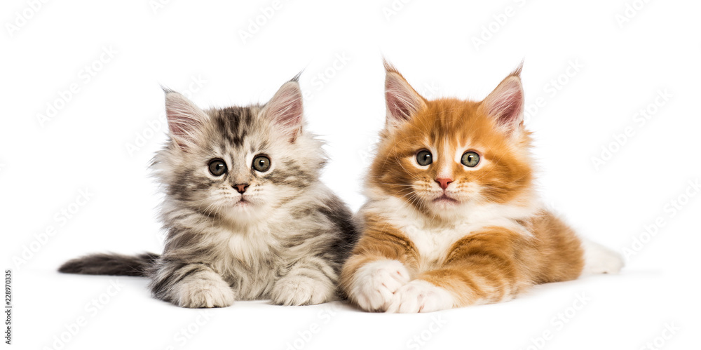 Maine coon kittens, 8 weeks old, lying together, in front of white background