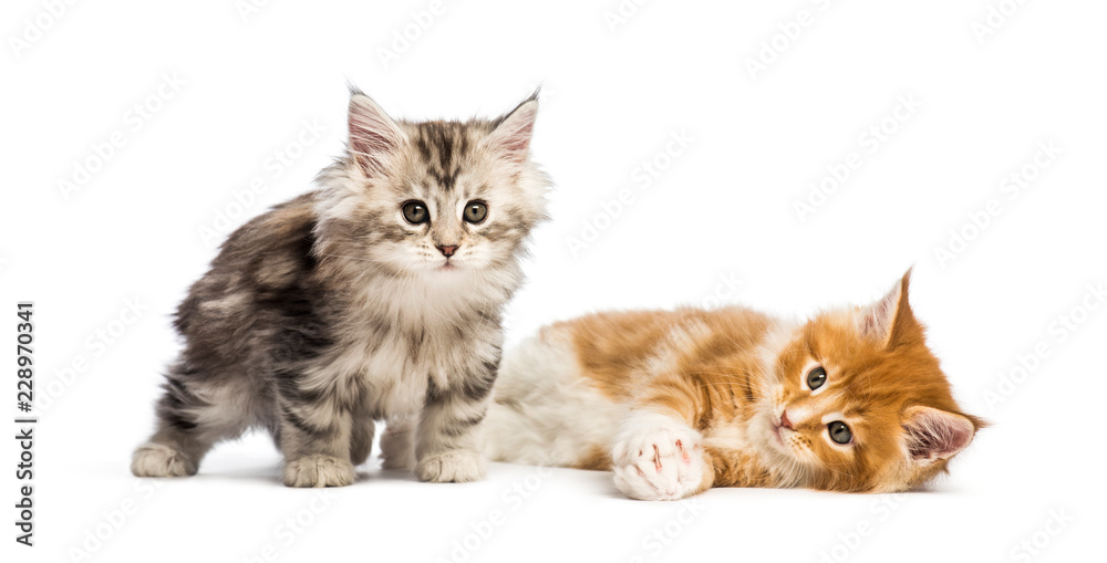 Maine coon kittens, 8 weeks old, lying together, in front of whi Maine coon kittens, 8 weeks old, lying together, in front of whi