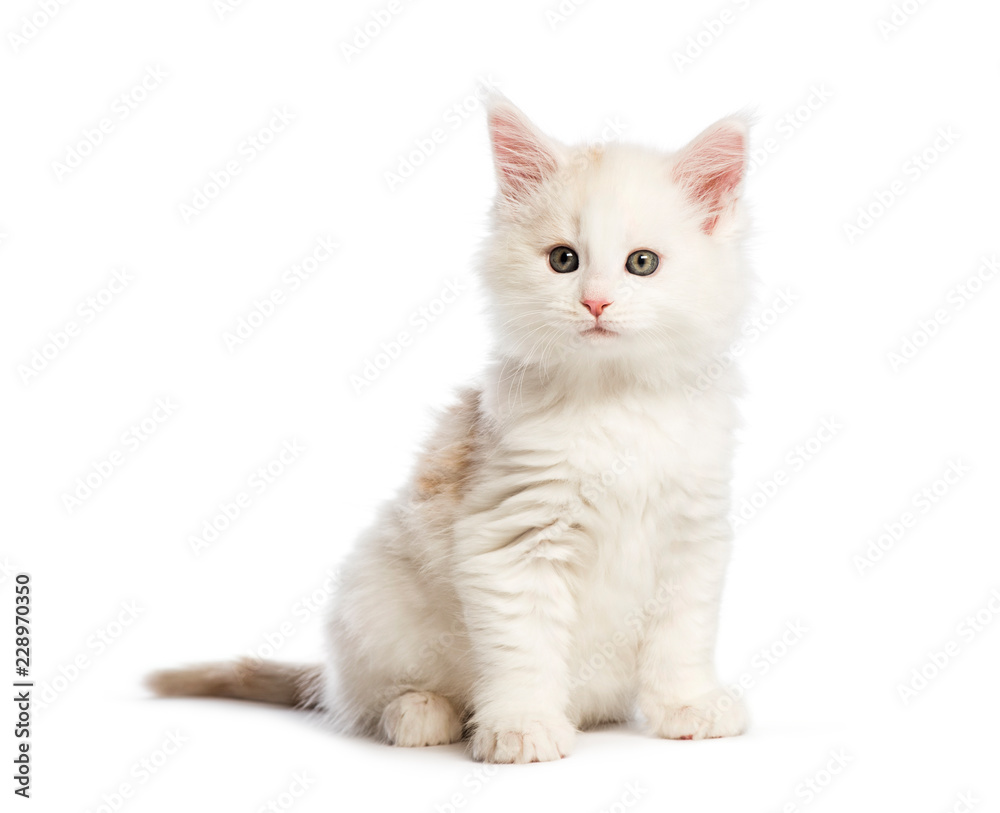 Maine coon kitten, 8 weeks old, in front of white background