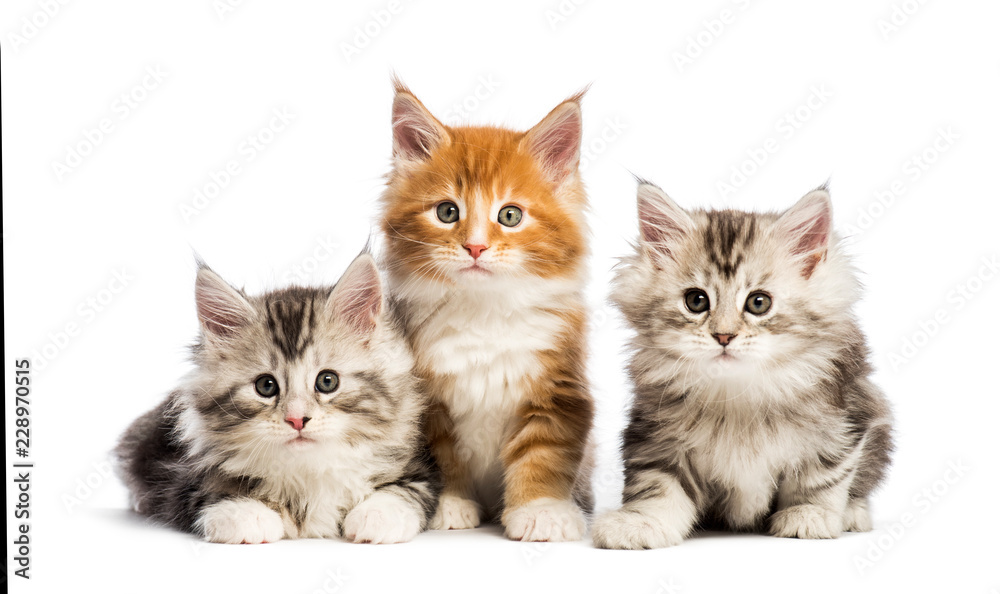 Maine coon kittens, 8 weeks old, lying together, in front of whi