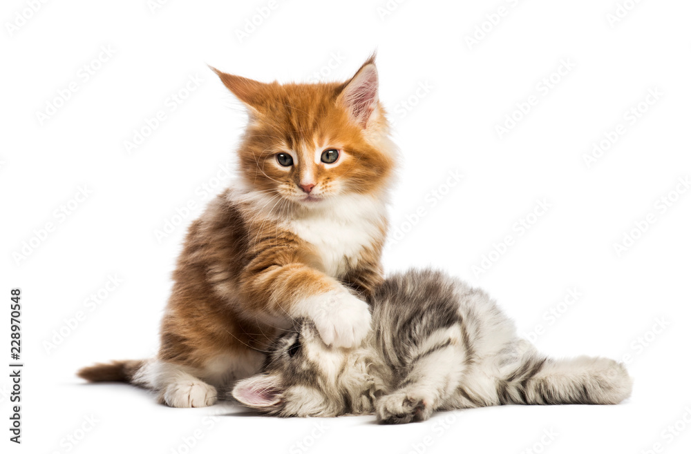 Obraz premium Maine coon kittens, 8 weeks old, play fighting together, in fron