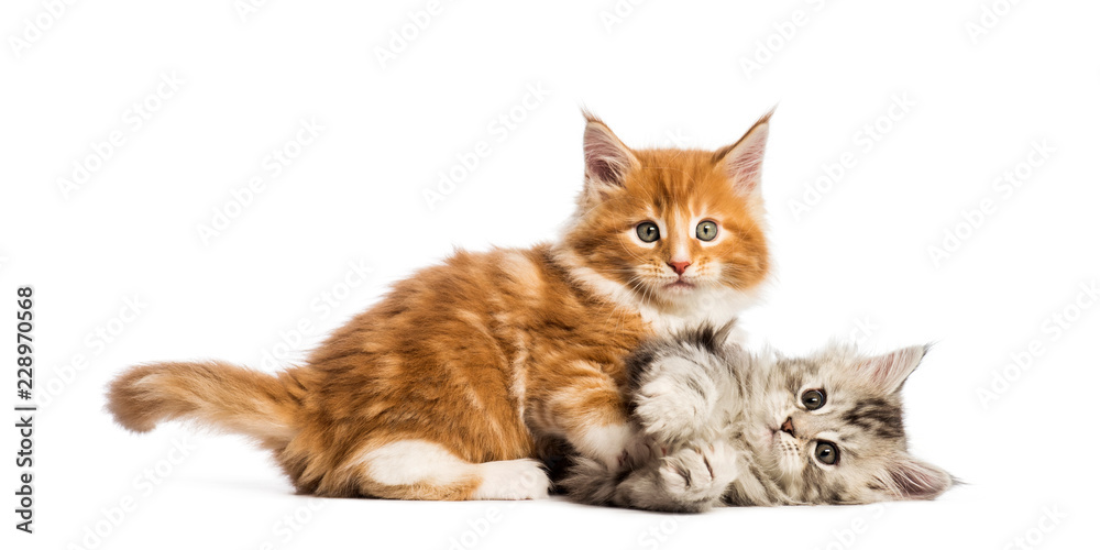 Obraz premium Maine coon kittens, 8 weeks old, lying together, in front of white background