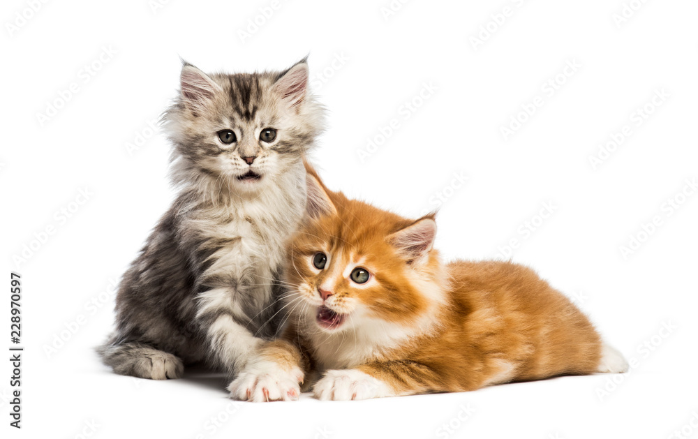 Maine coon kittens, 8 weeks old, lying together, in front of whi