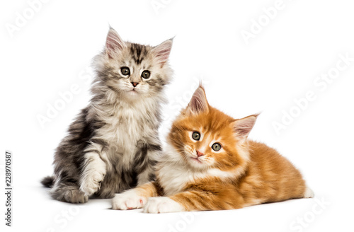 Maine coon kittens, 8 weeks old, lying together, in front of whi