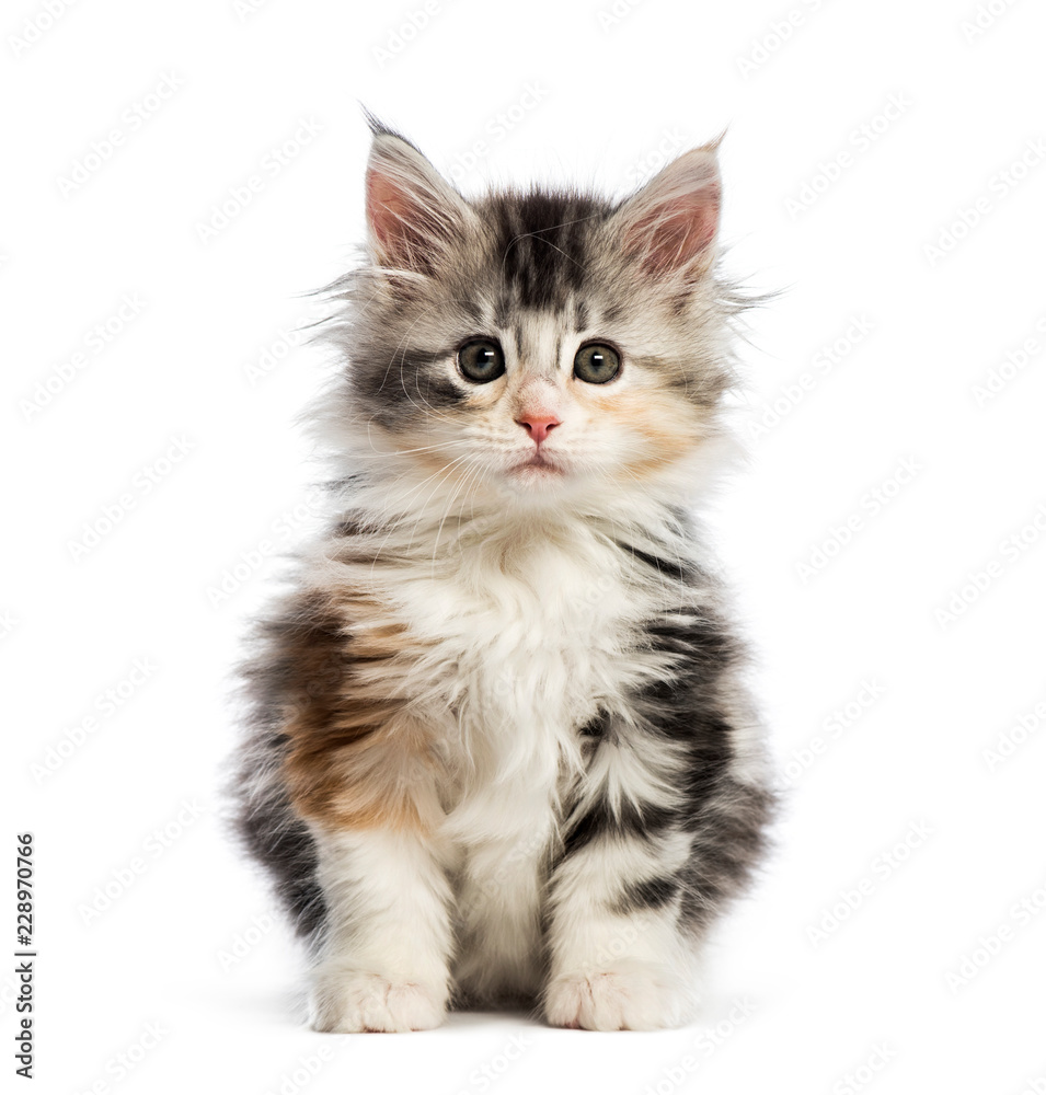 Maine Coon Kitten 8 Weeks Old In Front Of White Background Stock 