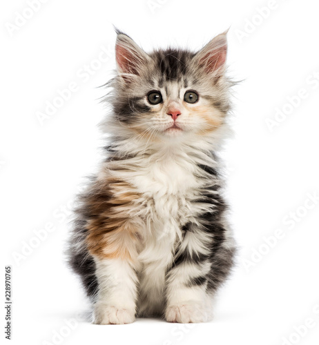 Maine coon kitten, 8 weeks old, in front of white background © Eric Isselée
