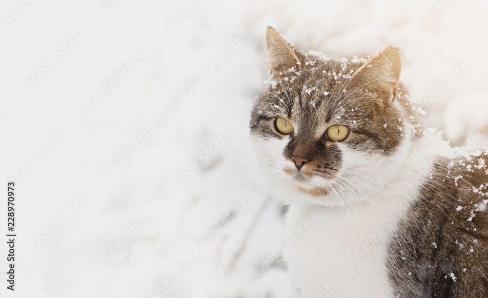 Fluffy cat sitting ourdoor within heavy snowfall