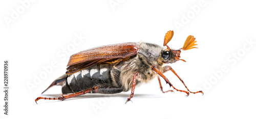 Summer chafer or European june beetle, Amphimallon solstitiale, photo