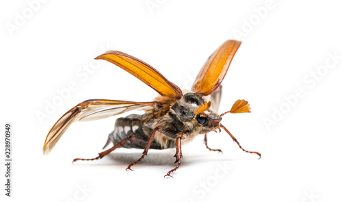 Summer chafer or European june beetle, Amphimallon solstitiale,