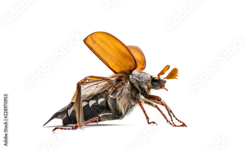 Summer chafer or European june beetle, Amphimallon solstitiale, photo