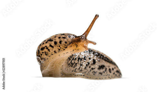 Limax maximus, literally, 'biggest slug', known by the common na