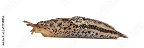 Limax maximus, literally, 'biggest slug', known by the common names great grey slug and leopard slug, in front of white background
