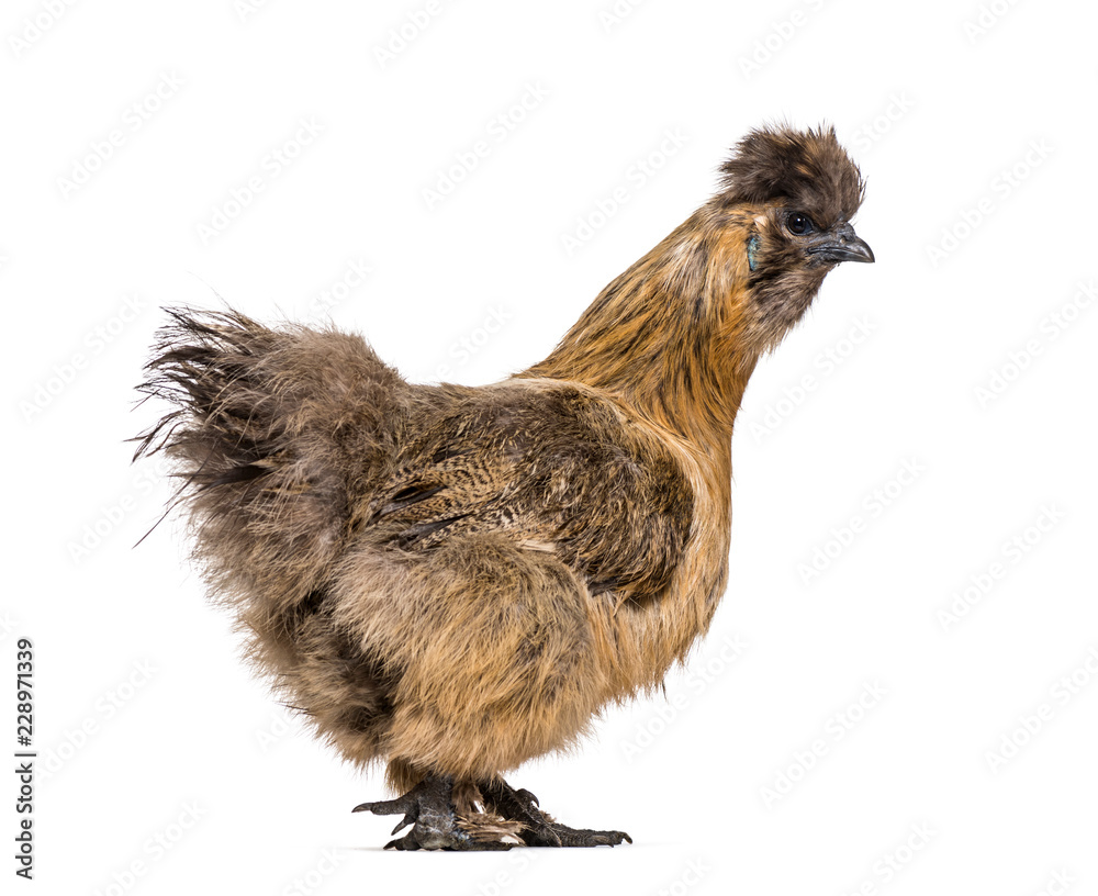 Fototapeta premium Silkie, sometimes spelled Silky, breed of chicken known for it's