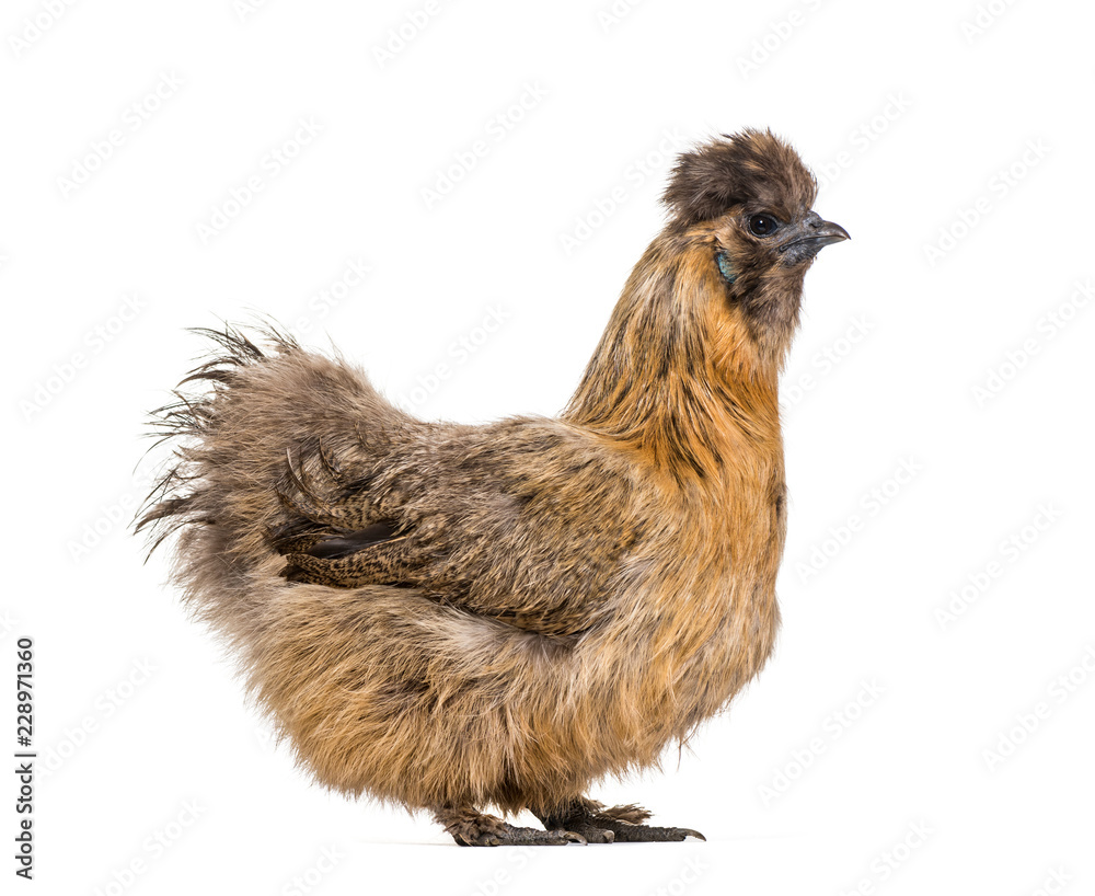 Fototapeta premium Silkie, sometimes spelled Silky, breed of chicken known for it's