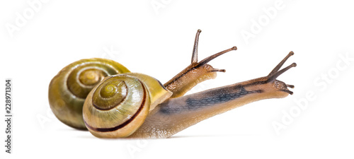 grove snails or brown-lipped snails, Cepaea nemoralis, in front