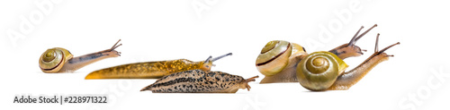 Slugs, Limax maximus, and Snail, Capea Nemoralis, together, in front of white background