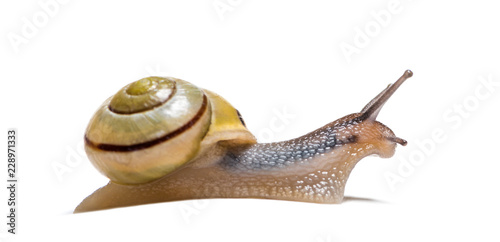 grove snail or brown-lipped snail, Cepaea nemoralis, in front of