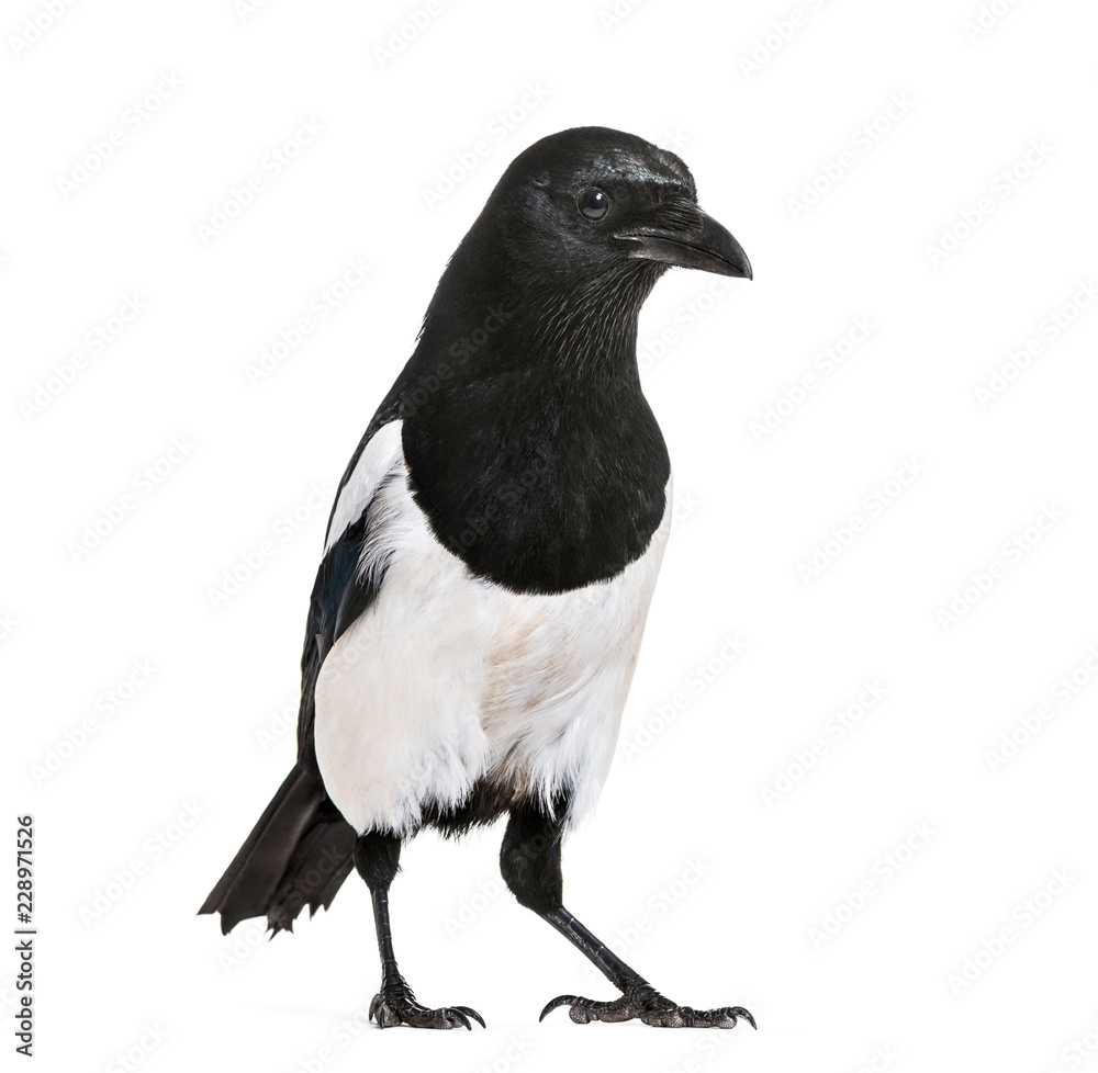 Common Magpie, Pica pica, in front of white background Common Magpie, Pica pica, in front of white background