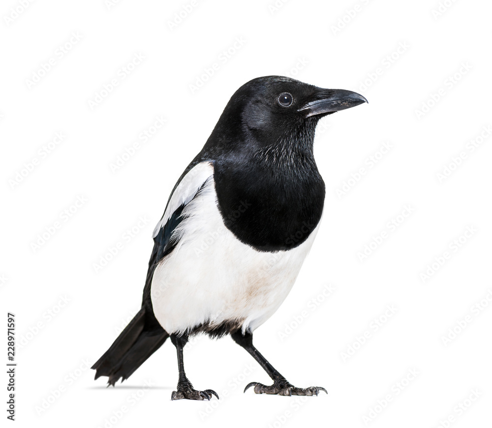 Fototapeta premium Common Magpie, Pica pica, in front of white background