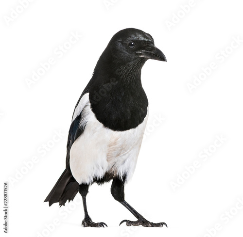 Common Magpie  Pica pica  in front of white background