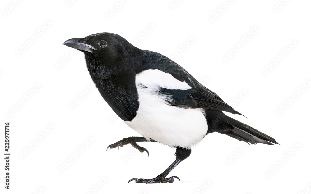 Common Magpie, Pica pica, in front of white background Common Magpie, Pica pica, in front of white background