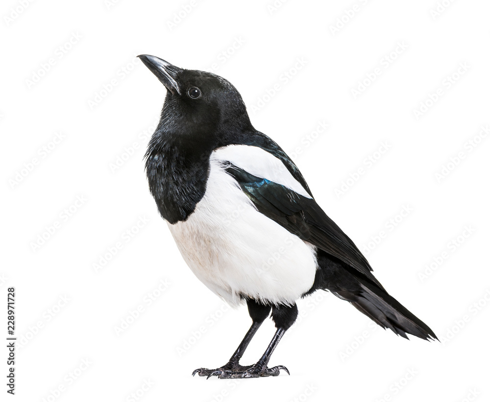 Common Magpie, Pica pica, in front of white background Common Magpie, Pica pica, in front of white background