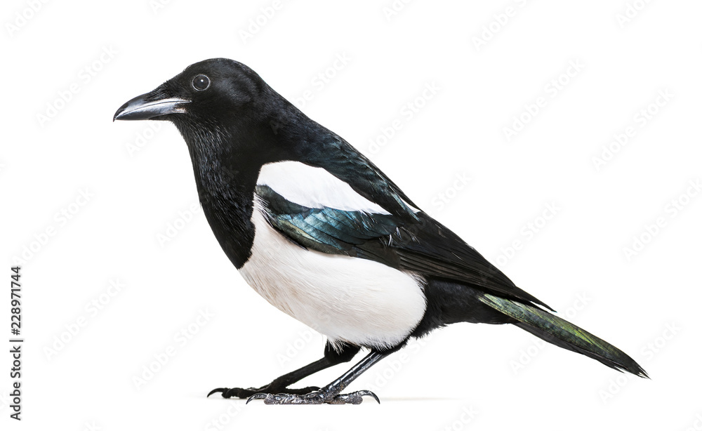 Common Magpie, Pica pica, in front of white background Common Magpie, Pica pica, in front of white background
