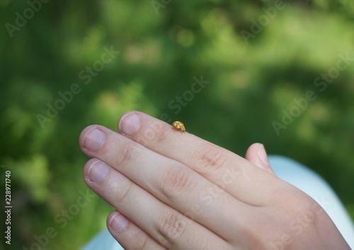  ladybug on hand © Евгений Моисеев