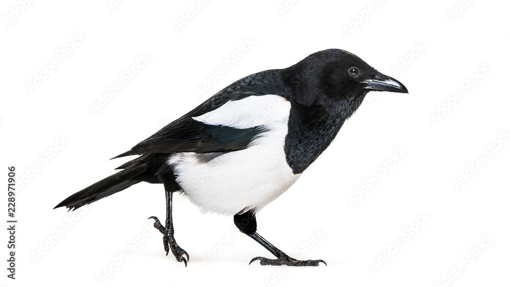 Obraz premium Common Magpie, Pica pica, in front of white background