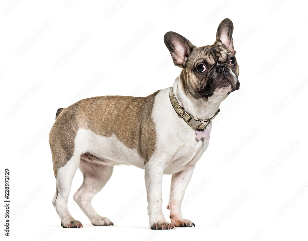 French Bulldog, 6 months old, in front of white background