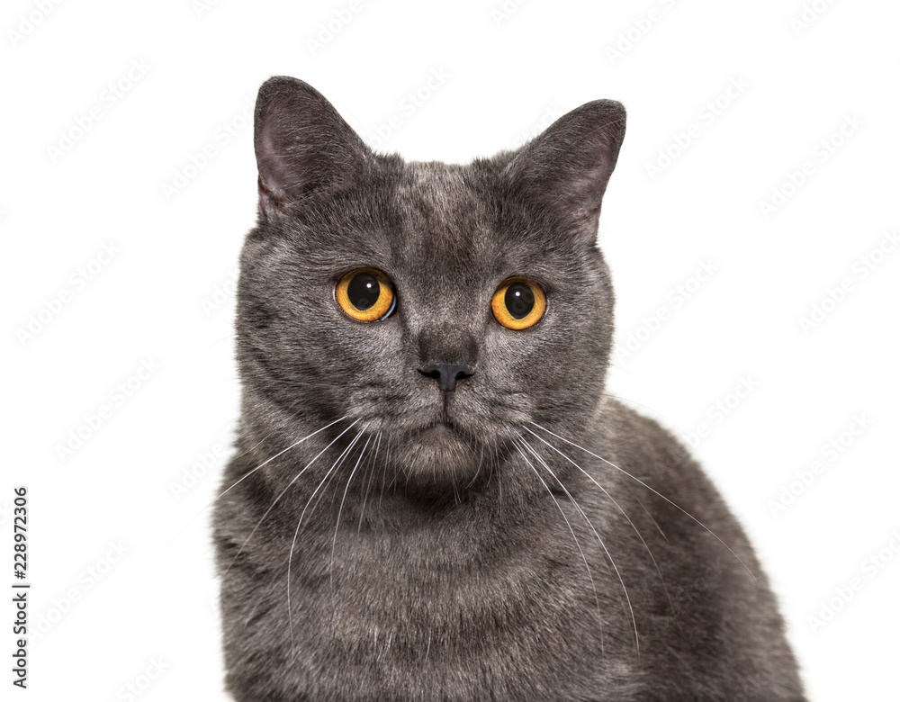 British Shorthair, 4 years old, in front of white background