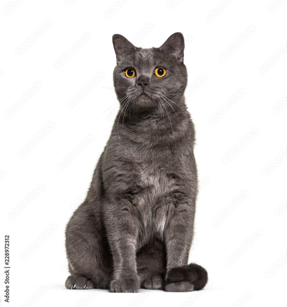 British Shorthair, 4 years old, in front of white background