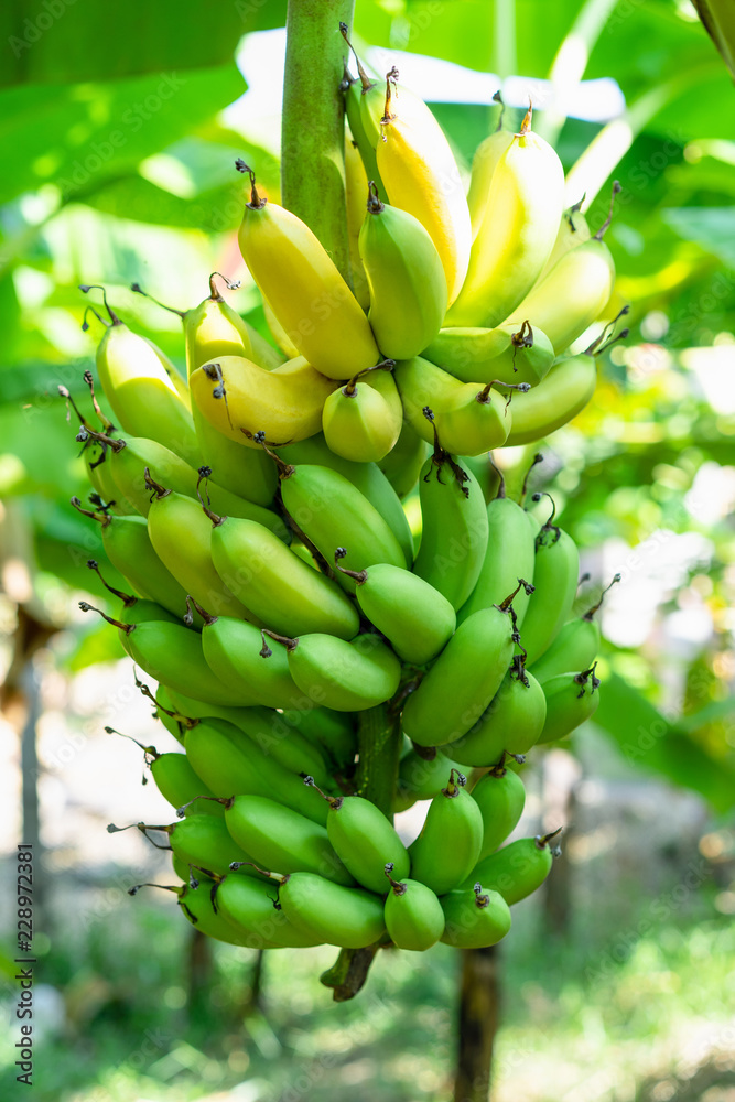 Banana Tree Bunch Image & Photo (Free Trial)