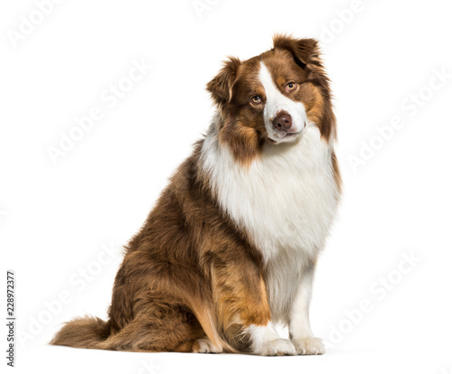 Australian Shepherd  3 years old  in front of white background
