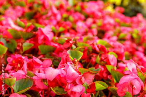 Close-up of garden bed of bright pink flowers in sunlight. Scenic flowerbed in park on a summer sunny day. Soft focus. Blurred floral background. Botanical photography. Gardening concept.