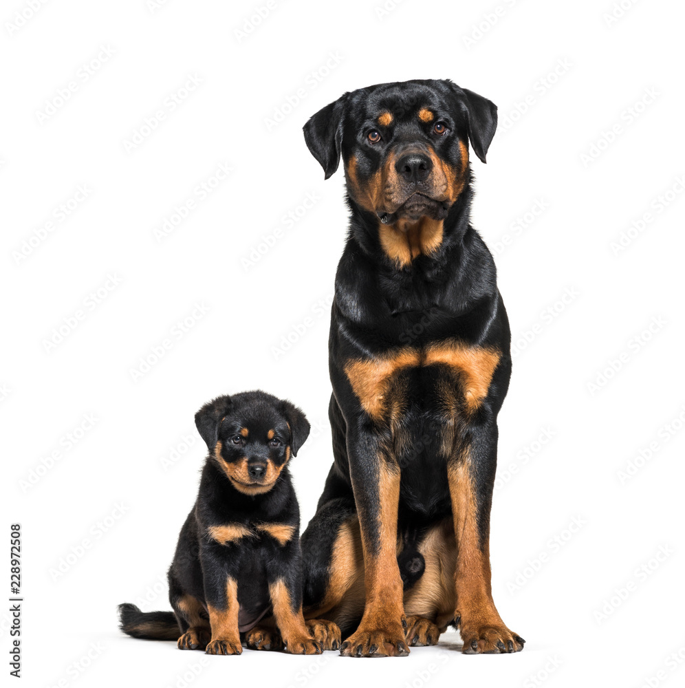 Rottweiler, 18 months old and 3 months old, in front of white ba