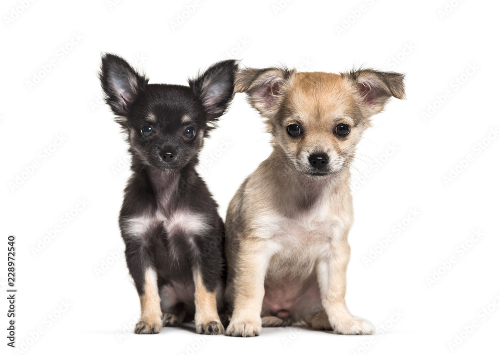 Two Chihuahua puppies, 11 weeks old, sitting, in front of white
