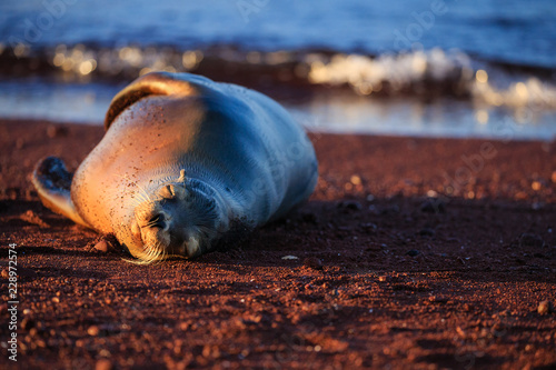 sea lion on the beach galapagos
