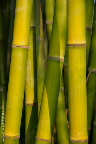 Bamboo close up in bamboo grove