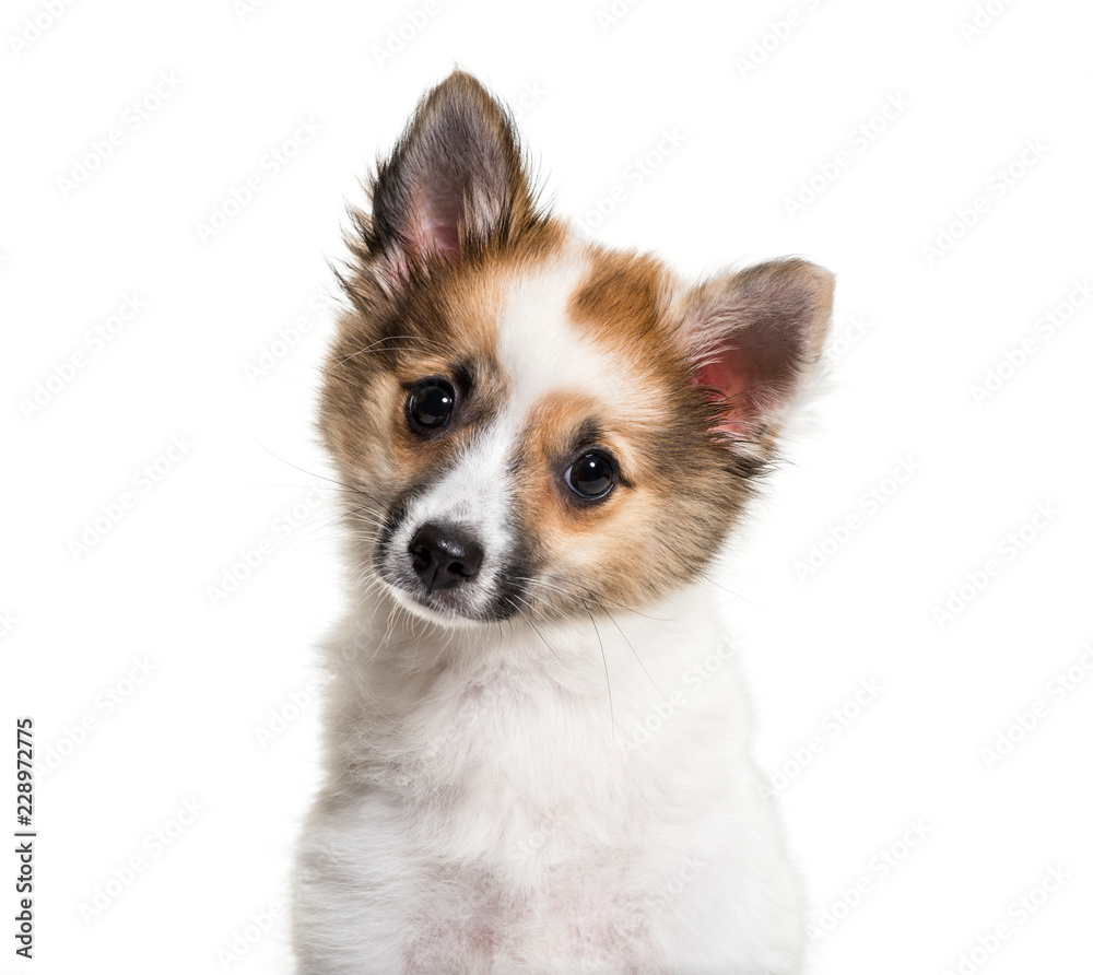 Pomsky, 4 months old, in front of white background