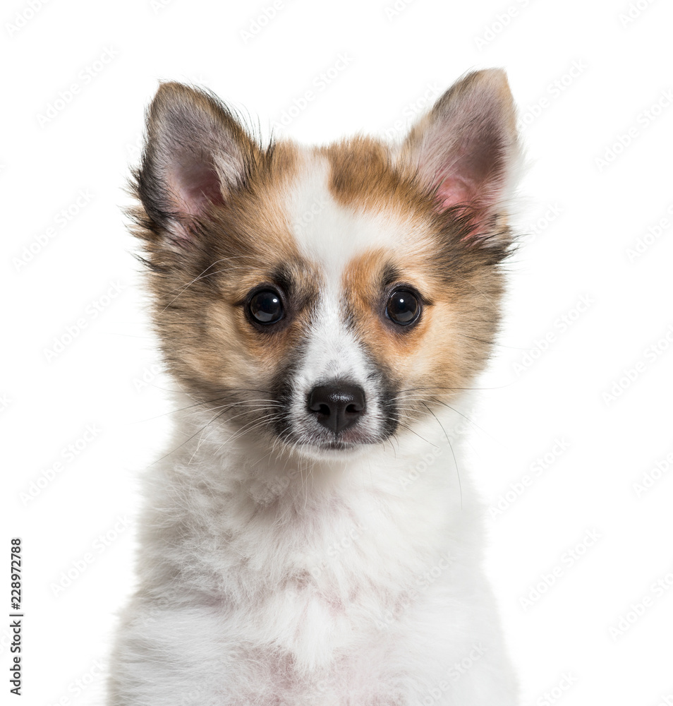Obraz premium Pomsky, 4 months old, in front of white background