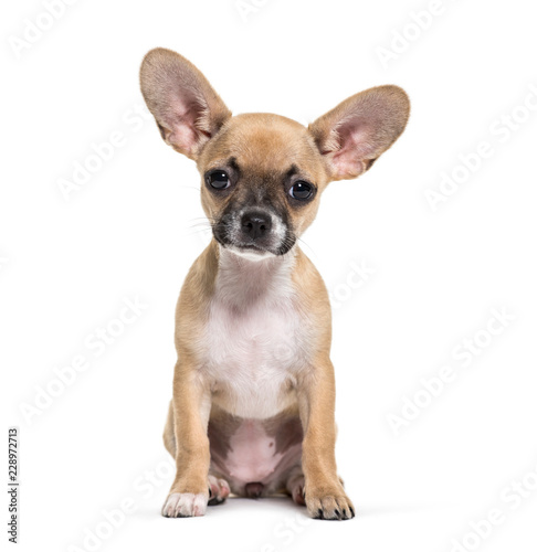 Mixed-breed dog, 3 months old, in front of white background