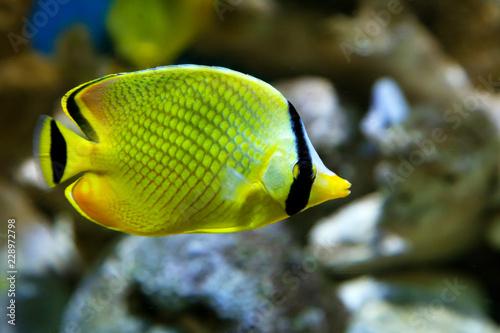 Yellow Butterfly fish Chaetodon rafflesi photo