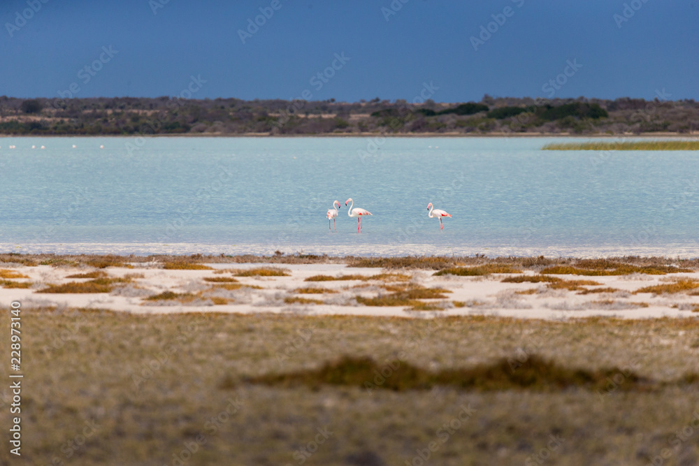 3 Flamingo stand in Salt Lake