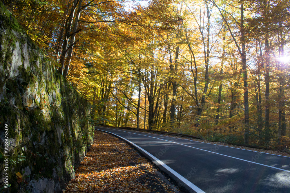 Obraz premium Autumn in Forest