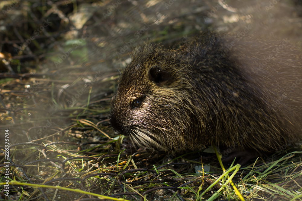 soft focus nutria wild animal river rat portrait behind zoo cage fence in bad conditions soft focus nutria wild animal river rat portrait behind zoo cage fence in bad conditions