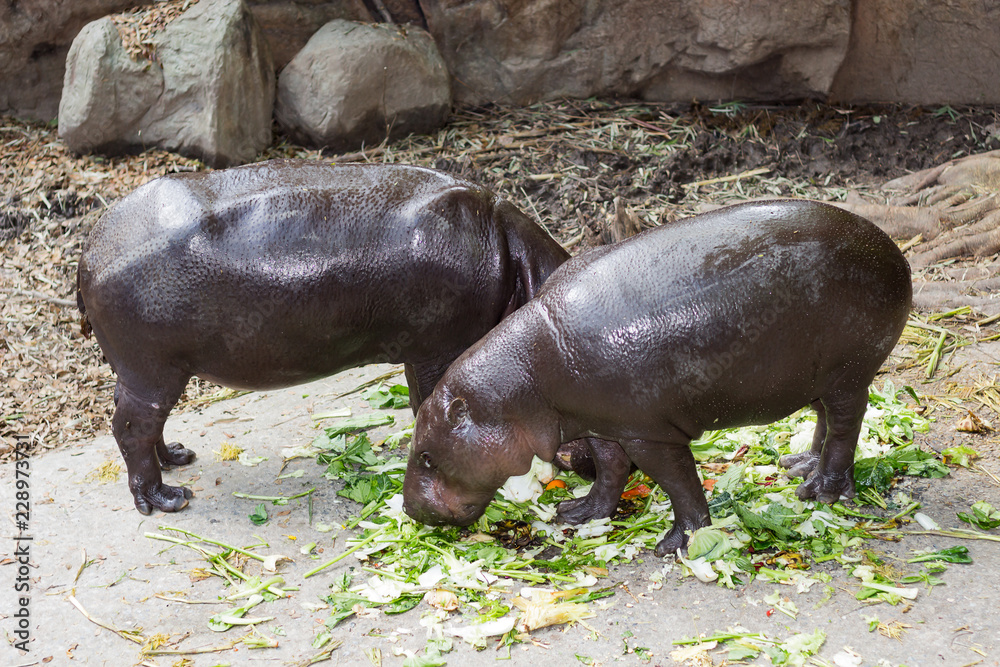 Two hippopotamuses are eating vegetables on the ground. Two hippopotamuses are eating vegetables on the ground.