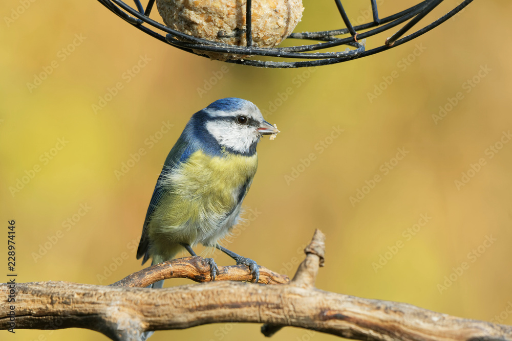 Fototapeta premium Blaumeise